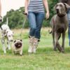 Dog walking group