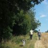 Christmas Dog Walking Group