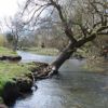 Gentle Walk around Earlham Park Nature Reserve Dogs Welcome