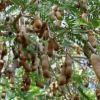 The Tamarind Tree