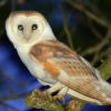 Bat Walk - Explore Outdoors at Night - Family Friendly Event