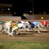 Greyhound Racing Yarmouth Stadium