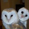 Happisburgh Owl Experience
