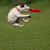 POSTPONED Fun Frisbee - POSTPONED
