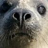 Seals at Blakeney Point - 1 spare ticket available £12 ( Deadline 12pm TODAY )