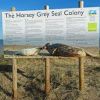 Horsey Beach and Seal spotting