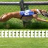 Greyhound Racing