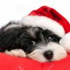 mince pies and coffee/tea in aid of dogs Xmas gifts
