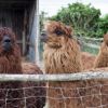 Alpaca trekking ( One place available! )