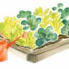 Compost Corner