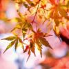 autumn walk and chilled lunch