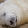 Seals at Horsey
