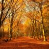 walk - Bacton Woods