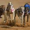 Night at the Dogs
