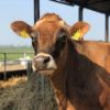 Farm Easter Open Day