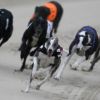 Greyhound Racing at Yarmouth