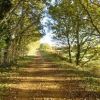 Sunday Morning Walk-Costessey Circular