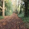 Mousehold Heath