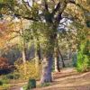 Fairhaven Woodland & Water Garden