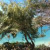 Christmas Carribbean Style at Turtle Bay  Splinter Group