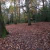 Mid-week Walk- Lion Wood