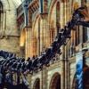 Dippy and Tour of Norwich Cathedral