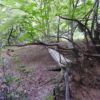 3 mile walk -Lion Wood (Norwich)
