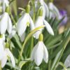 Snowdrop walk at Spixworth