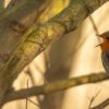 Sounds of Spring - Dawn chorus guided walk