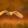 Wildlife at Dusk - RSPB