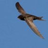 Making room for swifts in your neighbourhood