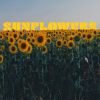 Sunflower Sundowner Festival
