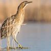 Boom of the Bittern - walk (NWT)