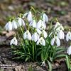 Snowdrop Stroll- Kett’s Heights