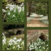 Charity Snowdrop Day @ Walsingham Abbey