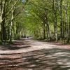 Bacton Woods - trails and trees!