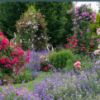 Peter Beales Rose Festival 2026