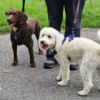 Dog Walk